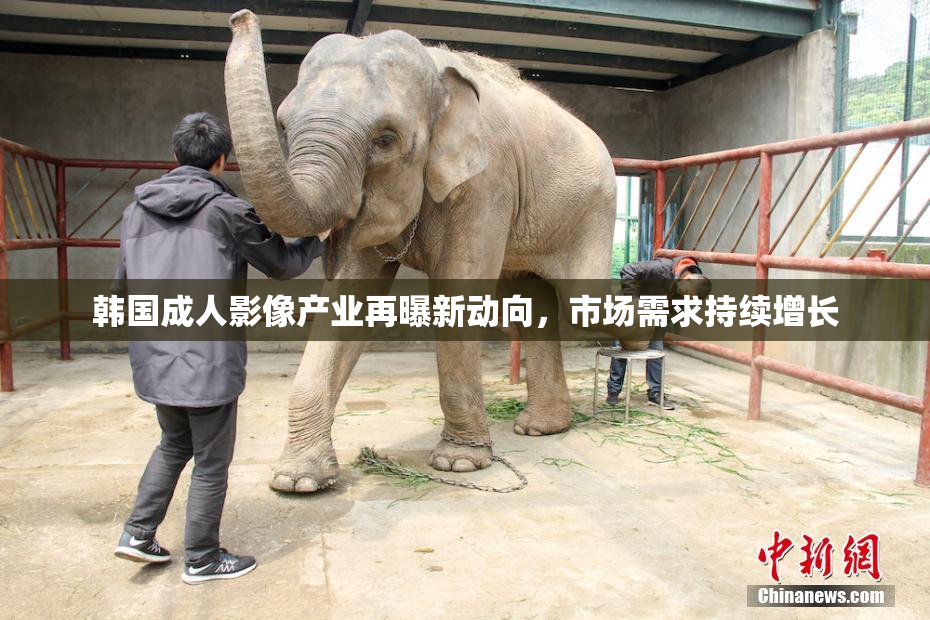 韩国成人影像产业再曝新动向，市场需求持续增长