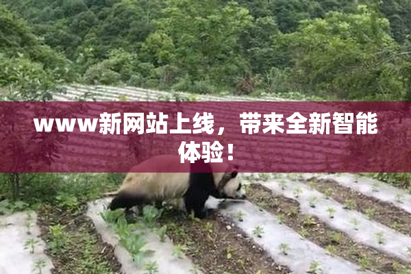www新网站上线，带来全新智能体验！