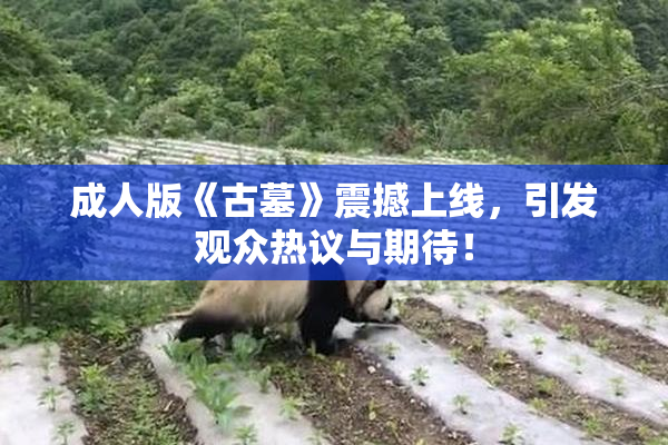 成人版《古墓》震撼上线，引发观众热议与期待！
