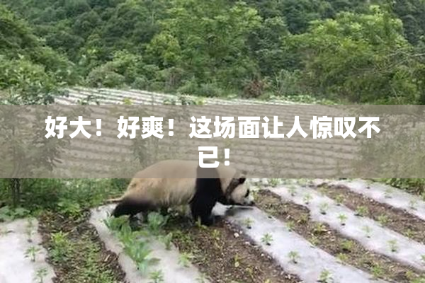 好大！好爽！这场面让人惊叹不已！