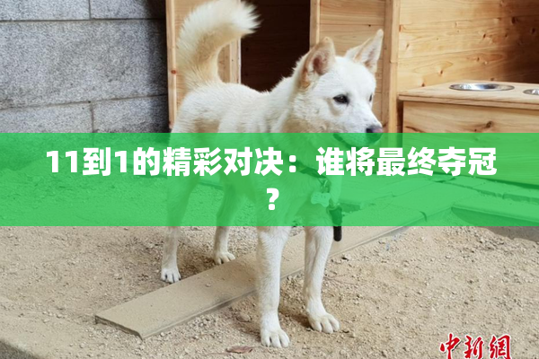 11到1的精彩对决：谁将最终夺冠？
