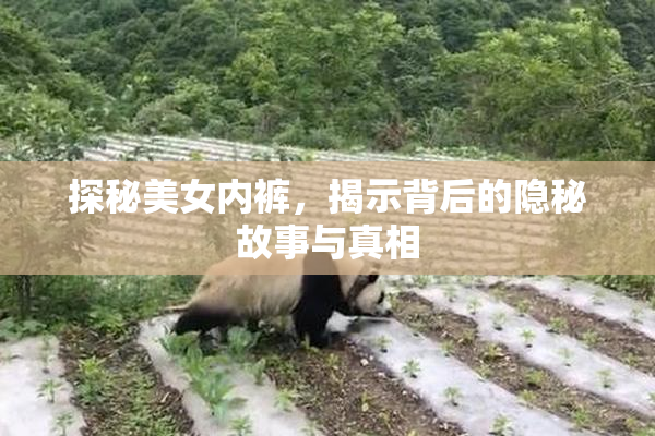 探秘美女内裤，揭示背后的隐秘故事与真相