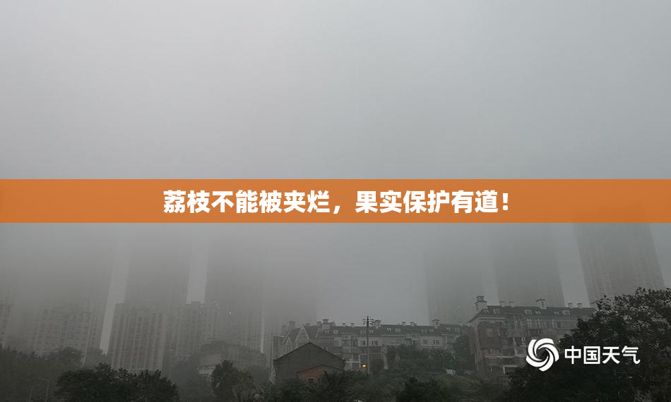 荔枝不能被夹烂，果实保护有道！