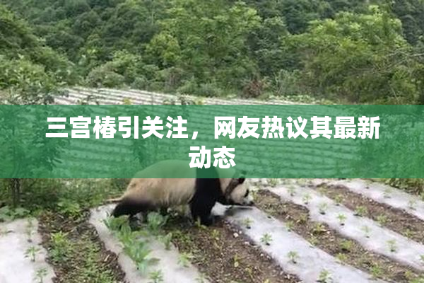 三宫椿引关注，网友热议其最新动态