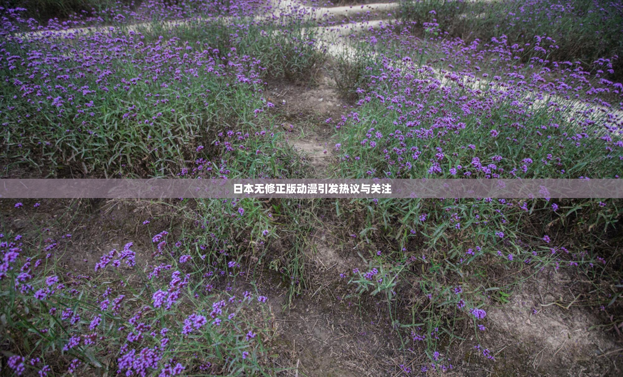 日本无修正版动漫引发热议与关注