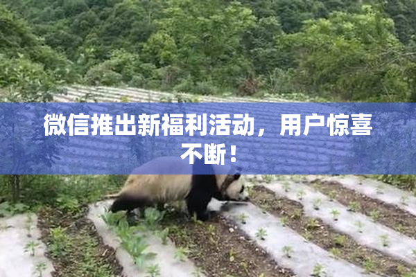 微信推出新福利活动，用户惊喜不断！