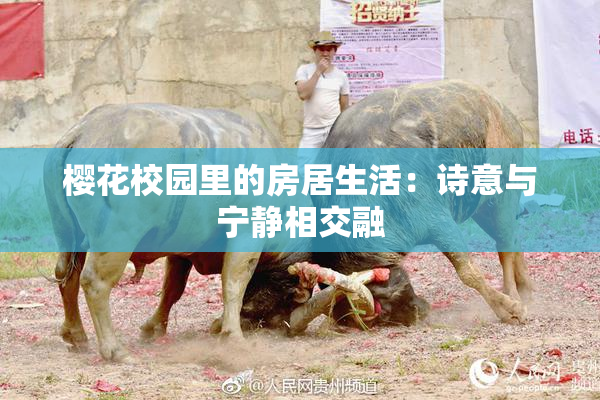 樱花校园里的房居生活：诗意与宁静相交融
