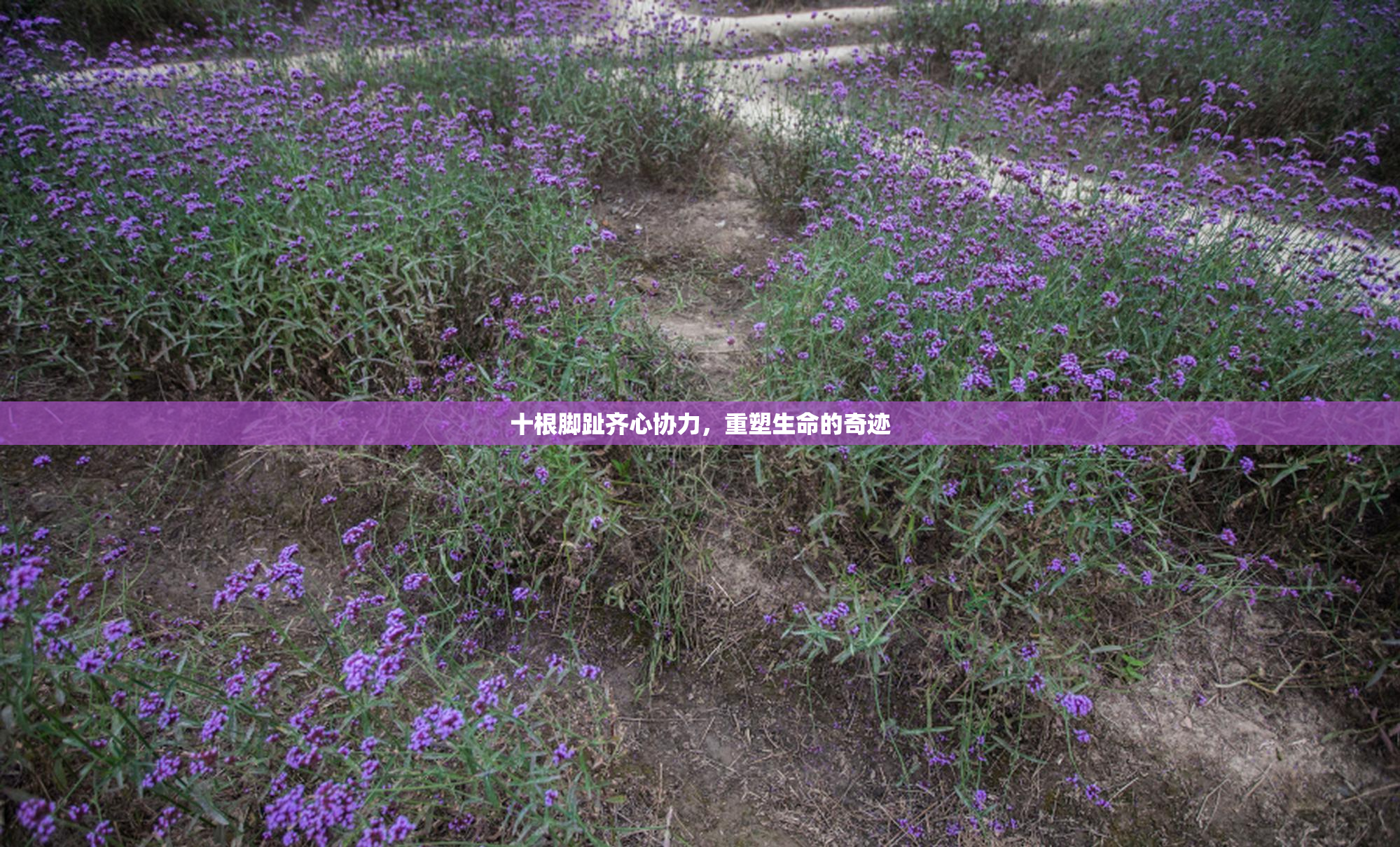十根脚趾齐心协力，重塑生命的奇迹