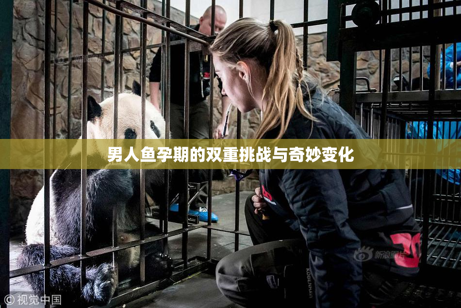 男人鱼孕期的双重挑战与奇妙变化