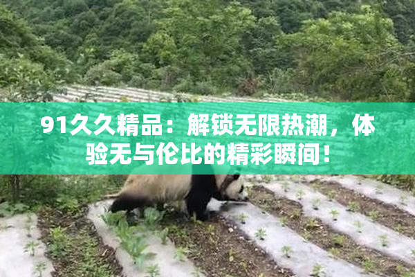 91久久精品：解锁无限热潮，体验无与伦比的精彩瞬间！