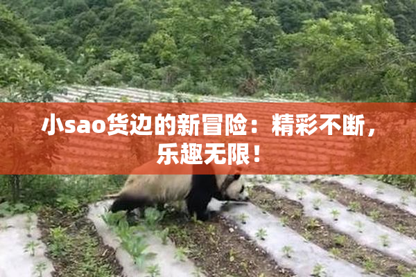 小sao货边的新冒险：精彩不断，乐趣无限！
