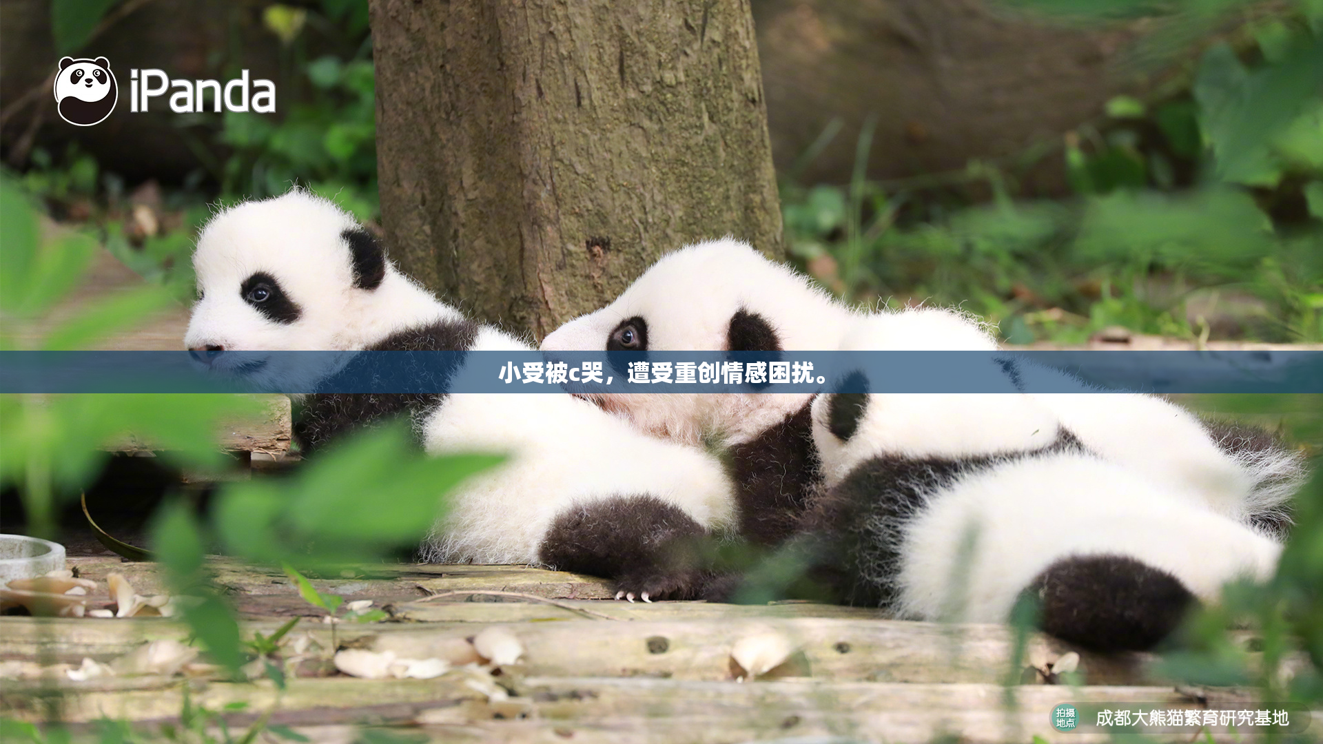 小受被c哭，遭受重创情感困扰。