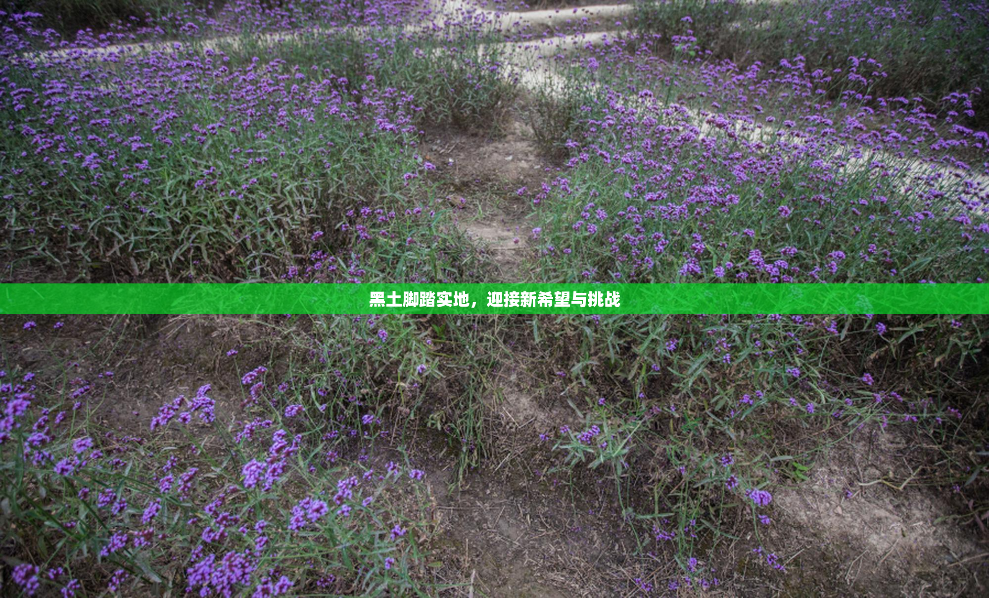 黑土脚踏实地，迎接新希望与挑战