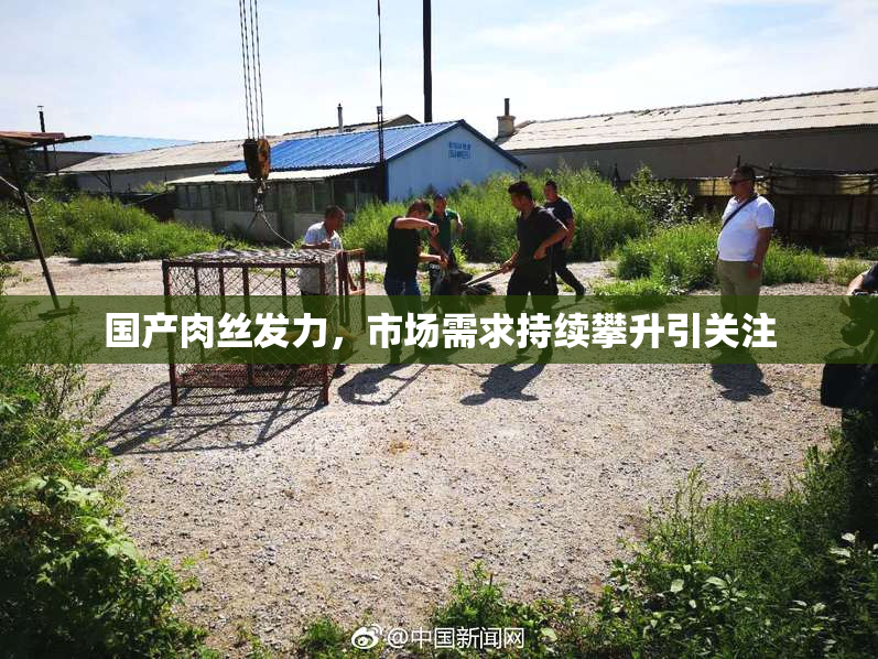 国产肉丝发力，市场需求持续攀升引关注
