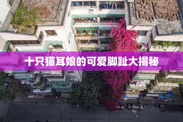十只猫耳娘的可爱脚趾大揭秘