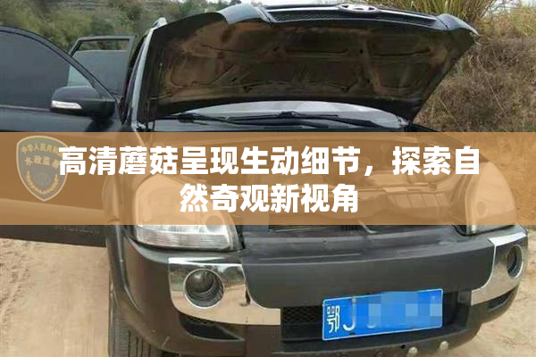 高清蘑菇呈现生动细节，探索自然奇观新视角