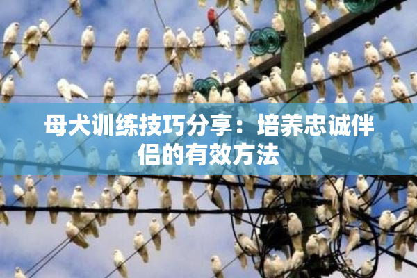 母犬训练技巧分享：培养忠诚伴侣的有效方法