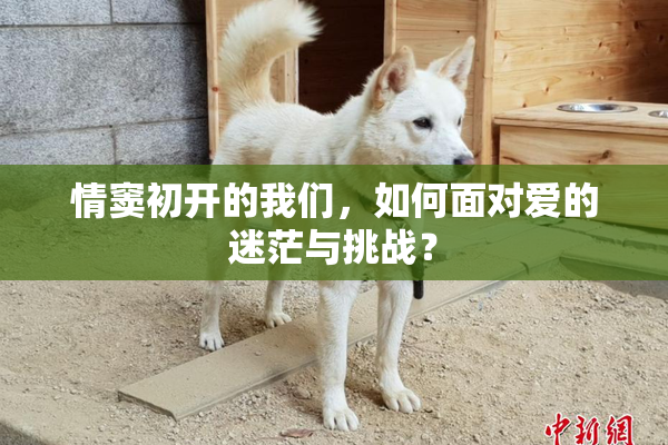 情窦初开的我们，如何面对爱的迷茫与挑战？