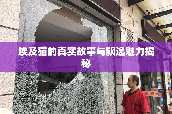 埃及猫的真实故事与飘逸魅力揭秘