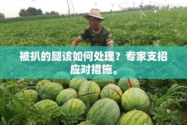 被扒的腿该如何处理？专家支招应对措施。