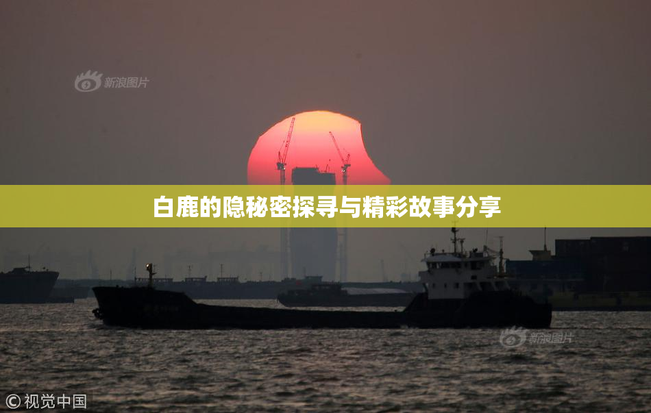 白鹿的隐秘密探寻与精彩故事分享