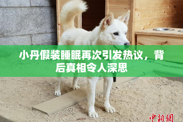 小丹假装睡眠再次引发热议，背后真相令人深思