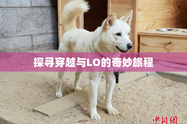探寻穿越与LO的奇妙旅程