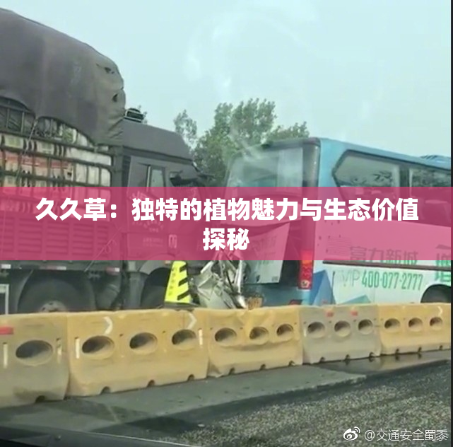 久久草：独特的植物魅力与生态价值探秘