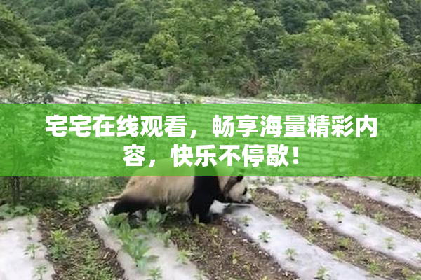 宅宅在线观看，畅享海量精彩内容，快乐不停歇！