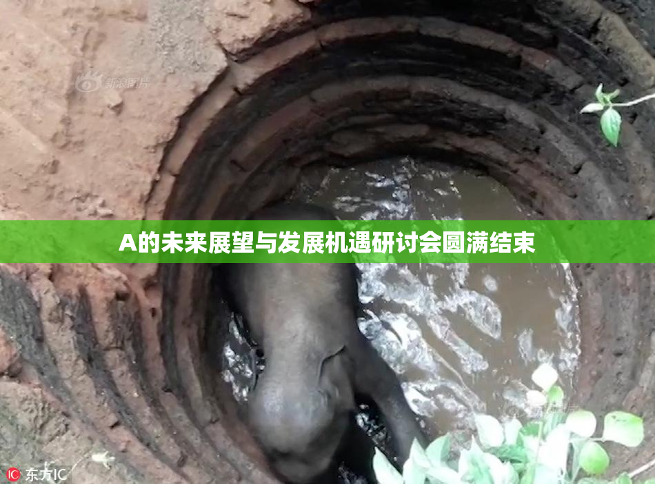 A的未来展望与发展机遇研讨会圆满结束