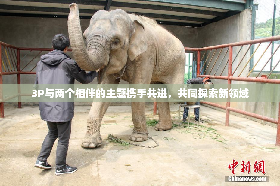 3P与两个相伴的主题携手共进，共同探索新领域