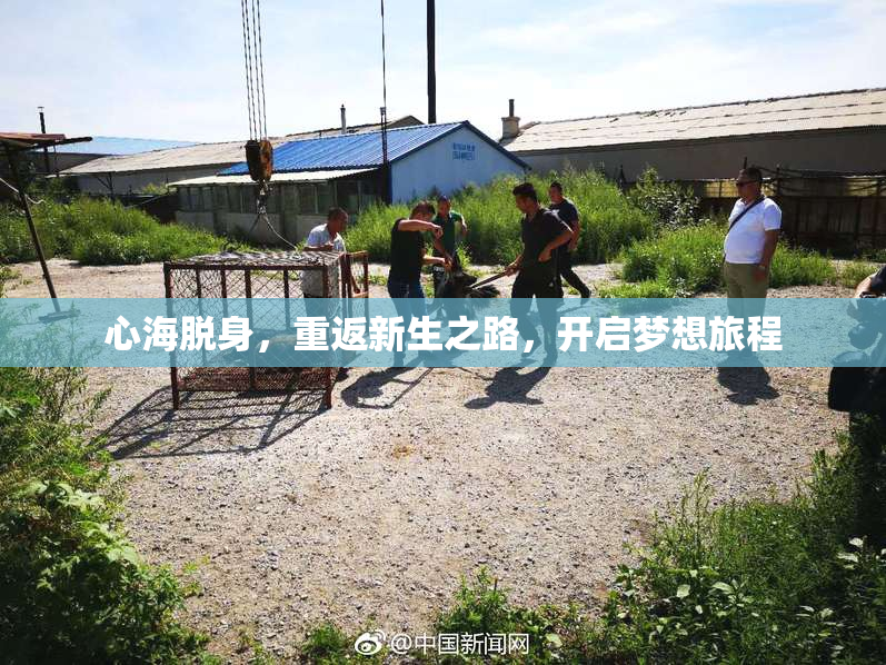 心海脱身，重返新生之路，开启梦想旅程