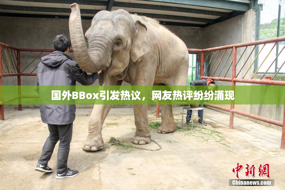 国外BBox引发热议，网友热评纷纷涌现