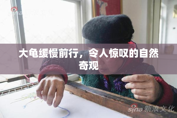 大龟缓慢前行，令人惊叹的自然奇观