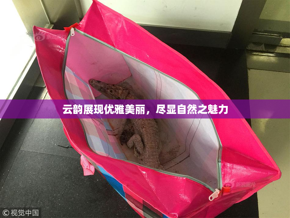 云韵展现优雅美丽，尽显自然之魅力