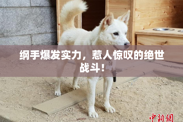 纲手爆发实力，惹人惊叹的绝世战斗！