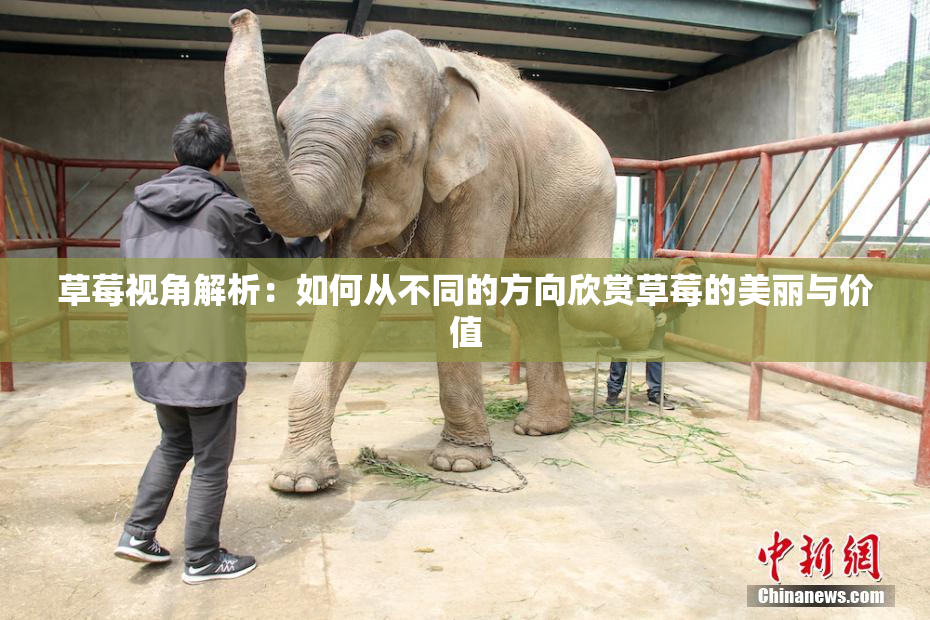 草莓视角解析：如何从不同的方向欣赏草莓的美丽与价值