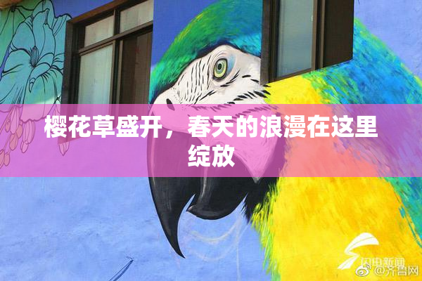 樱花草盛开，春天的浪漫在这里绽放