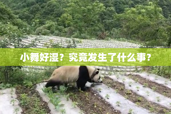 小舞好湿？究竟发生了什么事？