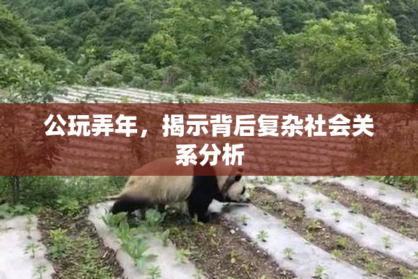 公玩弄年，揭示背后复杂社会关系分析