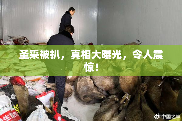 圣采被扒，真相大曝光，令人震惊！
