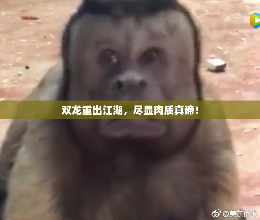 双龙重出江湖，尽显肉质真谛！
