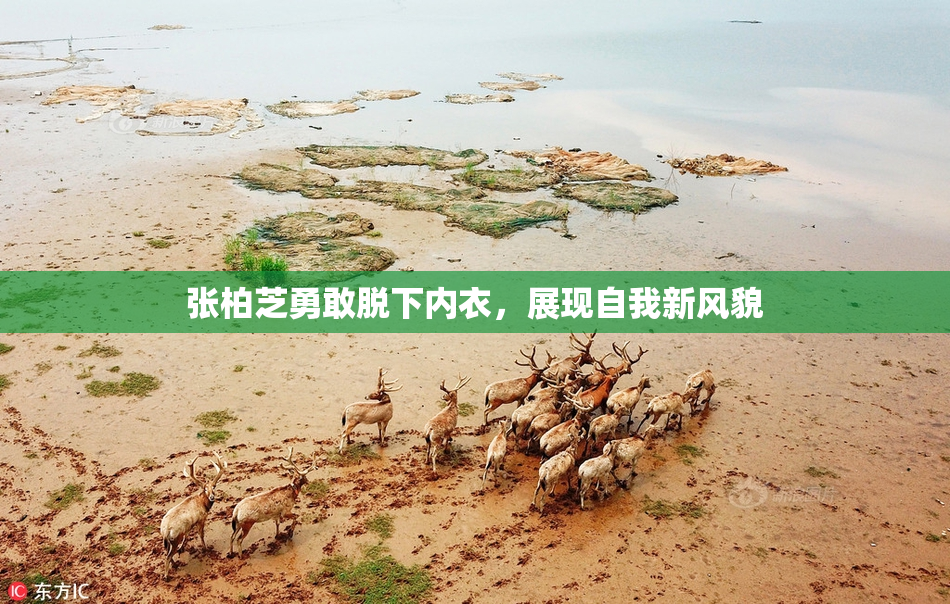 张柏芝勇敢脱下内衣，展现自我新风貌