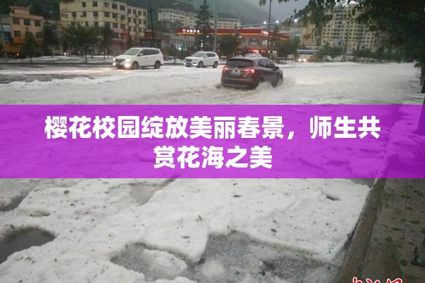 樱花校园绽放美丽春景，师生共赏花海之美