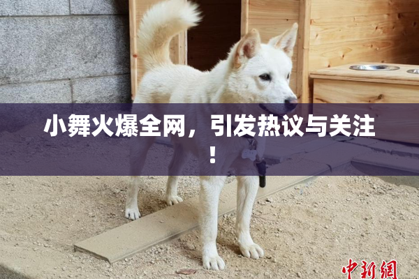 小舞火爆全网，引发热议与关注！