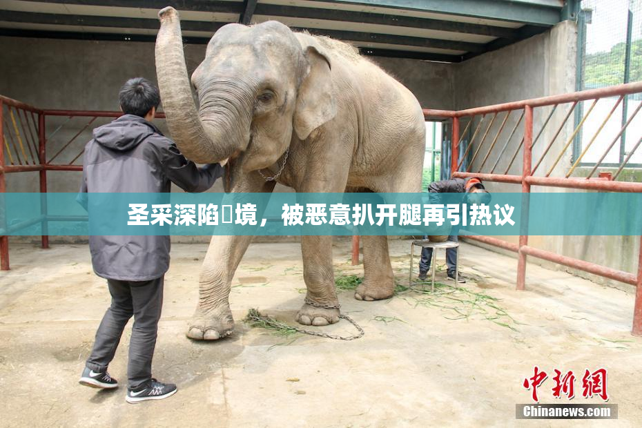 圣采深陷囧境，被恶意扒开腿再引热议