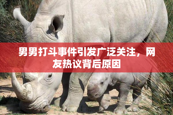 男男打斗事件引发广泛关注，网友热议背后原因