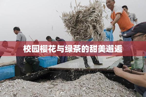 校园樱花与绿茶的甜美邂逅