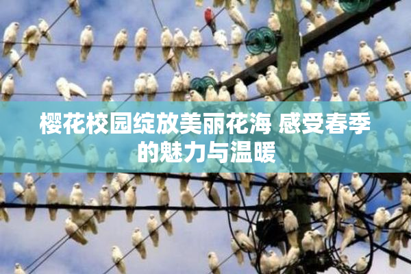 樱花校园绽放美丽花海 感受春季的魅力与温暖