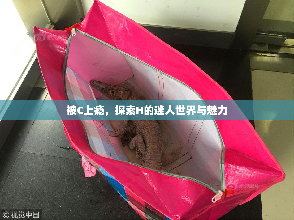 被C上瘾，探索H的迷人世界与魅力